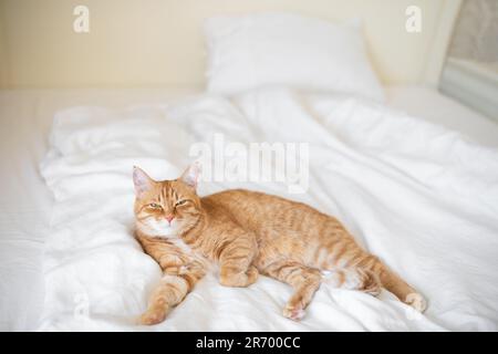 Ginger cat lies on white bedsheet and looking at camera Stock Photo