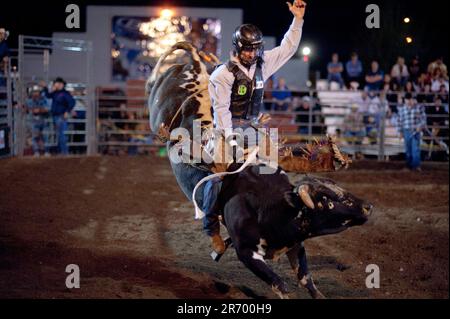 The tough & dark side of Rodeo Cowboys: A rider and bull explode from the chutes at a small arena Stock Photo