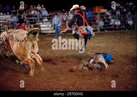 The tough & dark side of Rodeo Cowboys: A rider and bull explode from the chutes at a small arena Stock Photo