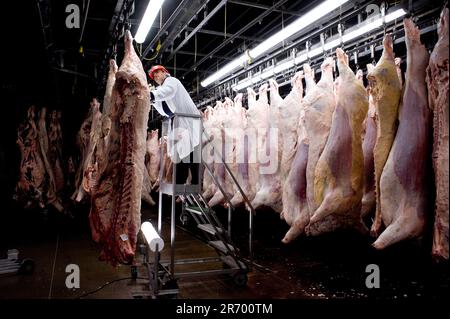 Meat Packing: An inspector examines fresh beef sides for potential contaminants or health issues before the meat is cooled for 42 hours Stock Photo