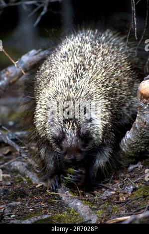 A close up view looking into the face of a common porcupine, Etherizon dorsatum, in Banff NP, Alberta Canada on 7/22/2010 Stock Photo