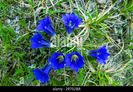 Gentiana centaury (Gentiana grandiflora Laxm. or Gentiana/Ericoila altaica) in Altai mountains. Subalpine and alpine meadows, large-stoned scree, 2800 Stock Photo