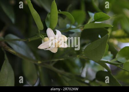 Beautiful grapefruit flower blooming on tree branch outdoors Stock Photo