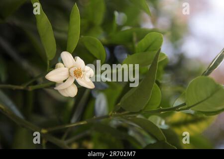 Beautiful grapefruit flower blooming on tree branch outdoors Stock Photo
