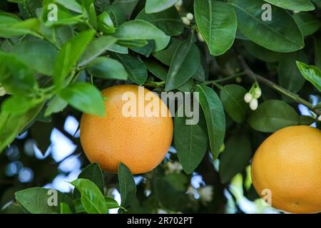Ripening grapefruits growing on tree in garden Stock Photo