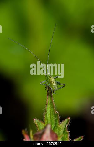 A Speckled Bush Cricket (Leptophyes punctatissima) nymph standing on the tip of a Wood Avens leaf Stock Photo