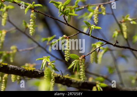 long hornbeam flowers in the spring season, beautiful hornbeam tree flowers during flowering in mid-spring Stock Photo