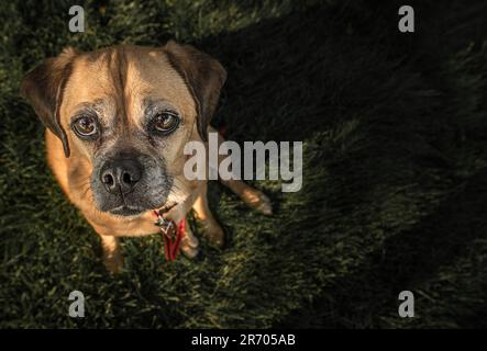 Young brown dog looking up with sad face Stock Photo