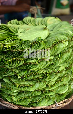 A betel leaf vendor at the market in Madurai, Tamil Nadu, India. Stock Photo