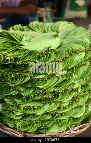 Betel leaf with areca nut paan masala, Kerala Onam festival giving ...