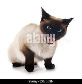 siamese cat in front of white background Stock Photo