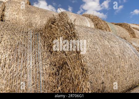 old straw stacks that have lain in the field during the winter season, stacked straw stacks in the spring season remaining in the field Stock Photo