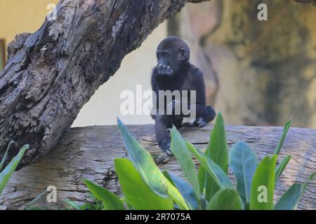 Gorilla family at Taipei zoo in Taipei Taiwan Stock Photo