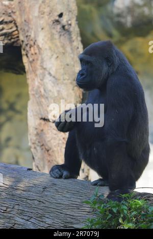 Gorilla family at Taipei zoo in Taipei Taiwan Stock Photo