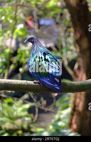 The Nicobar pigeon or Nicobar dove (Caloenas nicobarica) a bird found in coastal regions from the Andaman and Nicobar Islands, India Stock Photo