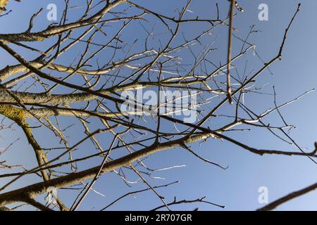 rowan tree in sunny weather in early spring, young rowan without foliage in early spring Stock Photo