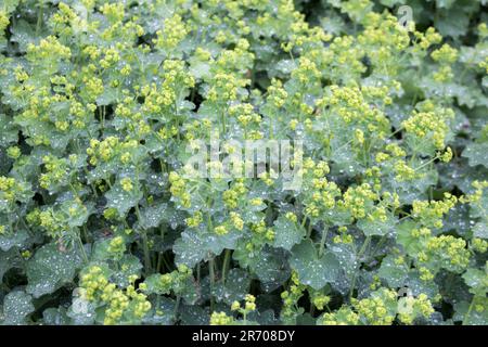 Alchemilla vulgaris - common lady's mantle plant with flowers and leaves. Drops of water on the leaves after the rain. Stock Photo