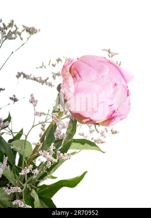 peony bouquet in front of white background Stock Photo