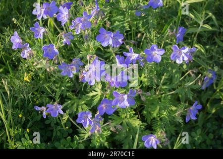 Blue flowers of Geranium Magnificum in the meadow. Summer sunny day. Stock Photo