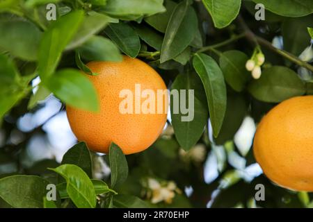 Ripening grapefruits growing on tree in garden Stock Photo