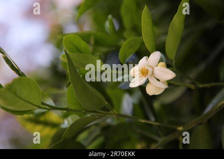 Beautiful grapefruit flower blooming on tree branch outdoors Stock Photo