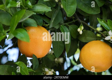 Ripening grapefruits growing on tree in garden Stock Photo
