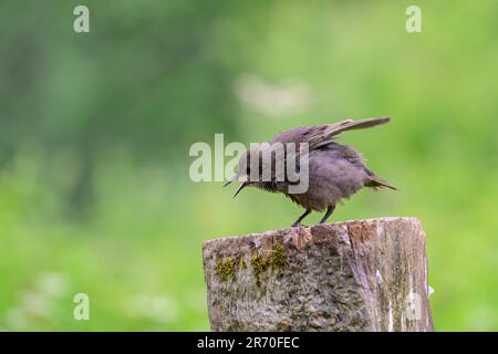 Juvenile starling, Sturnus vulgarus, perched on top of a gate post Stock Photo