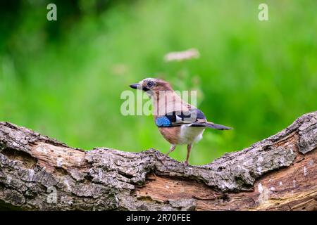 Jay, Garrulus glandarius, perched on a log Stock Photo