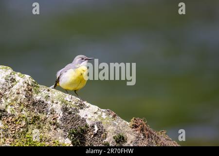 Grey wagtail, Motacilla cinerea, perched on a rock in a river. Stock Photo