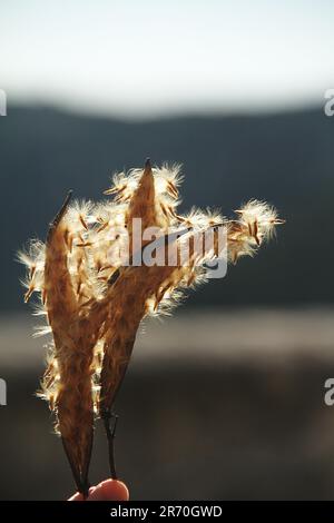 Follicles of a Nerium oleander plant spreading seeds Stock Photo