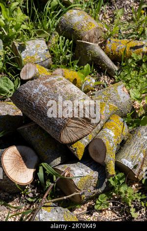 a pile of walnut logs for further processing at the sawmill, sawn walnut trunks lying on the grass Stock Photo