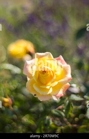 yellow rose in the garden - soft focus - blurred background Stock Photo