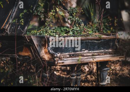 Abandoned brand piano with a ivy Stock Photo