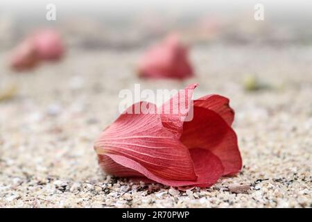 Fallen red flower of sea hibiscus or coast cottonwood (Hibiscus tiliaceus) on the sand. Stock Photo