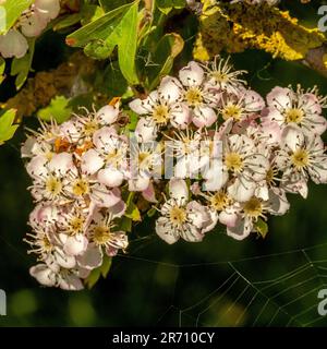 Closeup of the blossom on a common Hawthorn hedge and a cobweb, seen on a sunny spring day in the UK. Stock Photo
