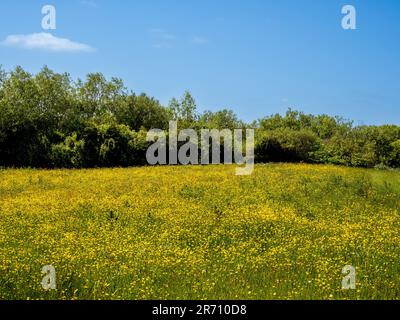 Buttercup meadow seen against a natural hedgerow and a blue sky on a sunny summer's day in the UK. Stock Photo