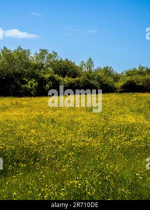 Buttercup meadow seen against a natural hedgerow and a blue sky on a sunny summer's day in the UK. Stock Photo