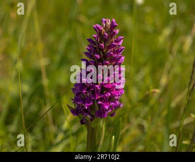 The purple flower of the Northern Marsh orchid growing in the UK countryside. Stock Photo
