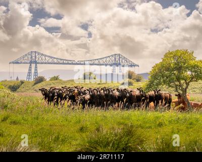 Herd of inquisitive brown cows grouped together looking toward the camera, on a hazy sunny day with the Middlesbrough transporter in the background. Stock Photo