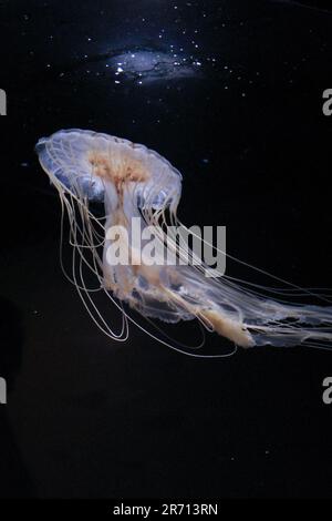 bright jellyfish floating in the dark sea water Stock Photo - Alamy