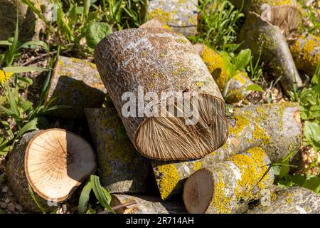 a pile of walnut logs for further processing at the sawmill, sawn walnut trunks lying on the grass Stock Photo