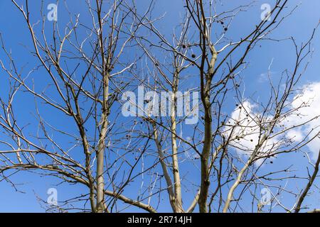 sycamore tree in sunny weather in early spring, young sycamore without foliage in early spring Stock Photo