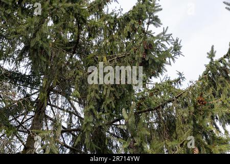 evergreen conifers in the spring season, the beginning of spring in the park with coniferous trees Stock Photo