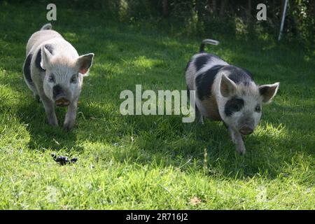 2 adorable pigs, they are called Rose and Petal, just enjoying the sunshine. Stock Photo