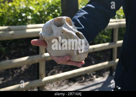 Monkey Skull Stock Photo
