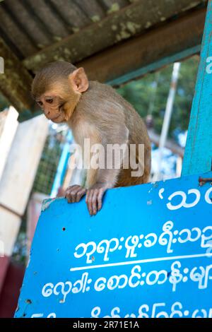 Myanmar, Popa mount, Monkey Stock Photo