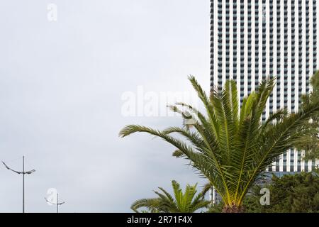 Close-up of a palm tree against the background of a modern multi-storey building and the sky. Stock Photo