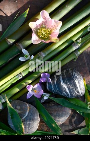 Bamboo (Phyllostachys bissetii), Christmas rose (Helleborus), Crocus (Crocus sp) and Snowdrop (Galanthus nivalis) flowers, stones, zen atmosphere in t Stock Photo