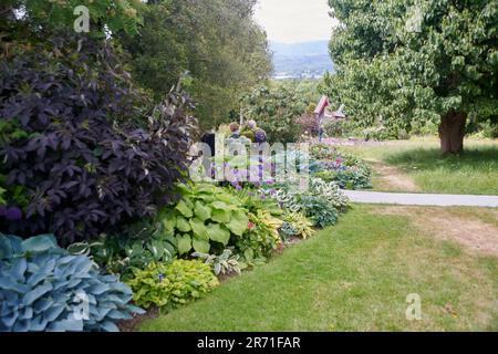 World Class Display of Hostas growing in the Borders of Holehird gardens, Windermere, The Lake District National Park, UK. Stock Photo