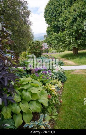 World Class Display of Hostas growing in the Borders of Holehird gardens, Windermere, The Lake District National Park, UK. Stock Photo